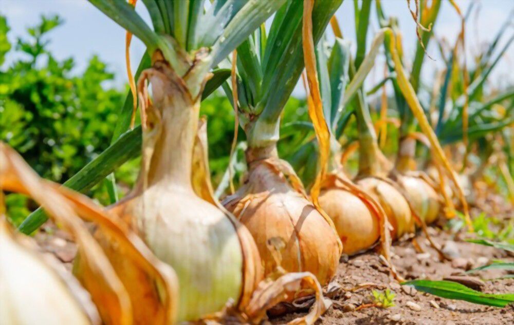 Onions symbolize Onions symbolize friendship and new beginnings - peel away the layers to find the sweetness within!