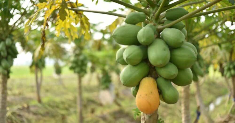 Spiritual benefits of papaya.