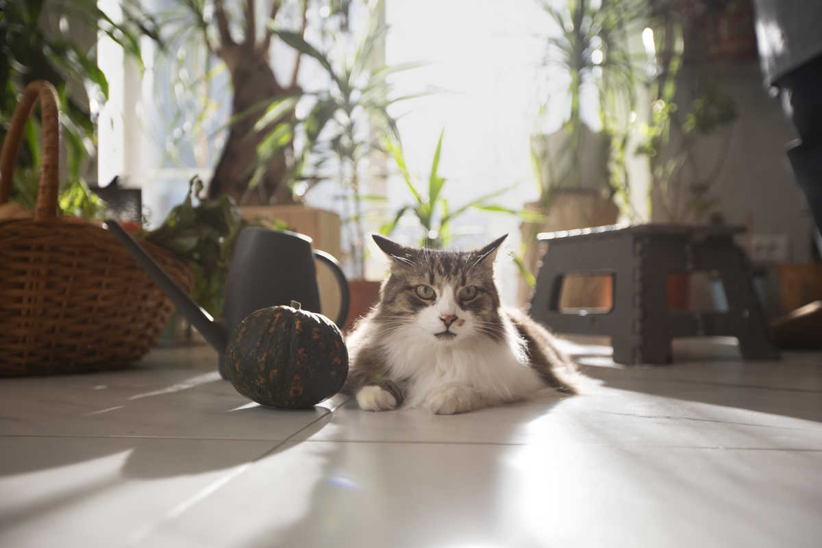 smoke of palo santo Give your furry feline a safe and calming companion with the smoke of palo santo!