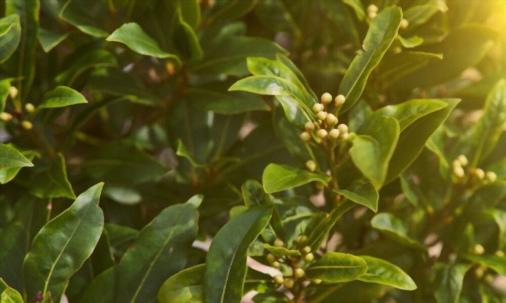 bay leaves Strengthen your root chakra and bring balance with the help of bay leaves!