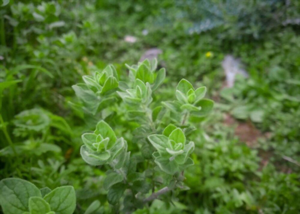 Experience prophetic dreams like never before – a unique approach with oregano springs!