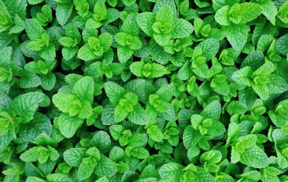 mint purify your environment Let the cleansing properties of mint help purify your environment and lift your spirits.
