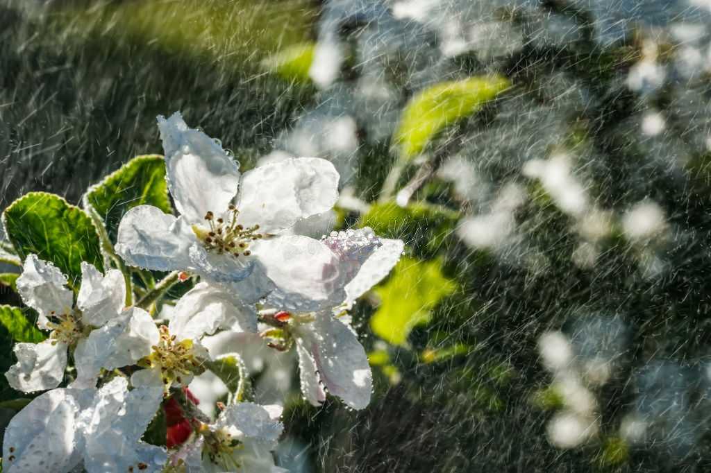 Rain incense Rain incense has the taste of the first rain of the season.