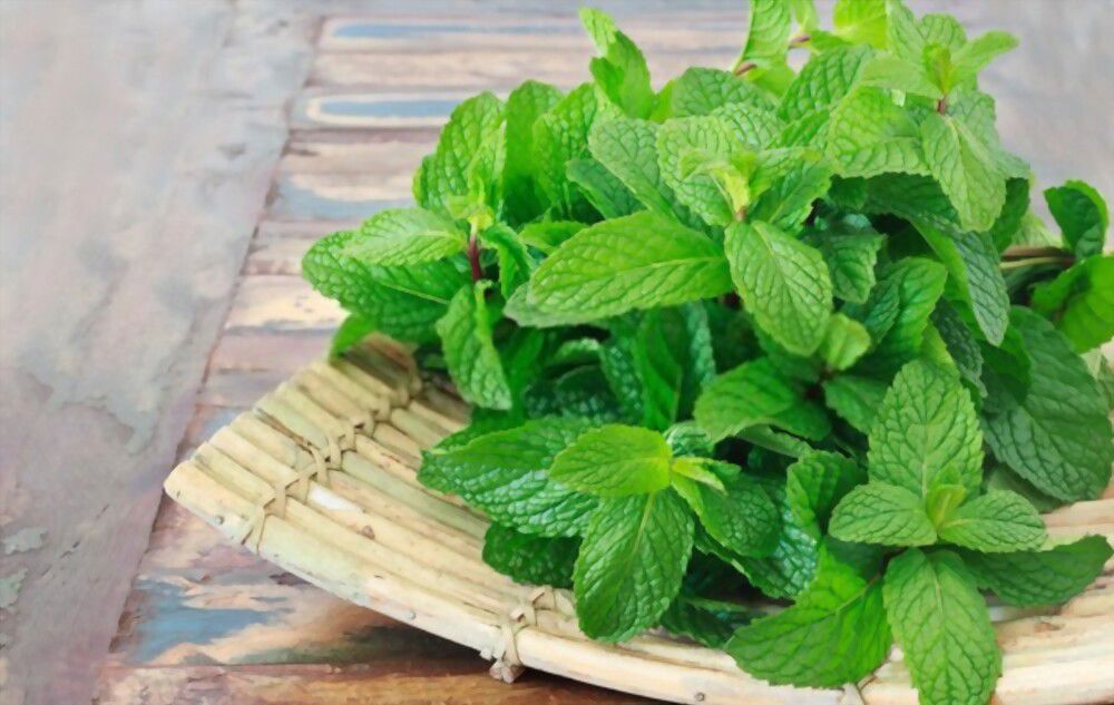 mint spirituality Harness the healing energy of mint to help you reach higher levels of spirituality.