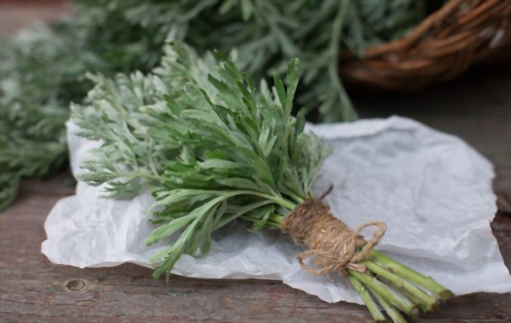 Protection from negative energies and purification can be found in the power of Wormwood