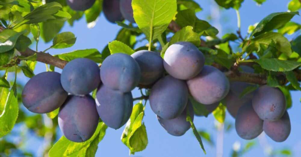 The plum spiritual meaning.