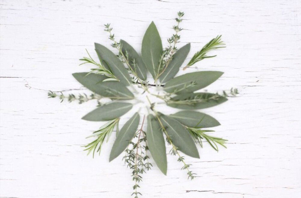 the symbolism of white sage Refresh your spirit with the symbolism of white sage – a sign of purification and protection.