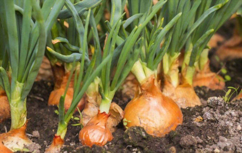 Onions break negative spells Onions are more than just for cooking - they can help break negative spells!
