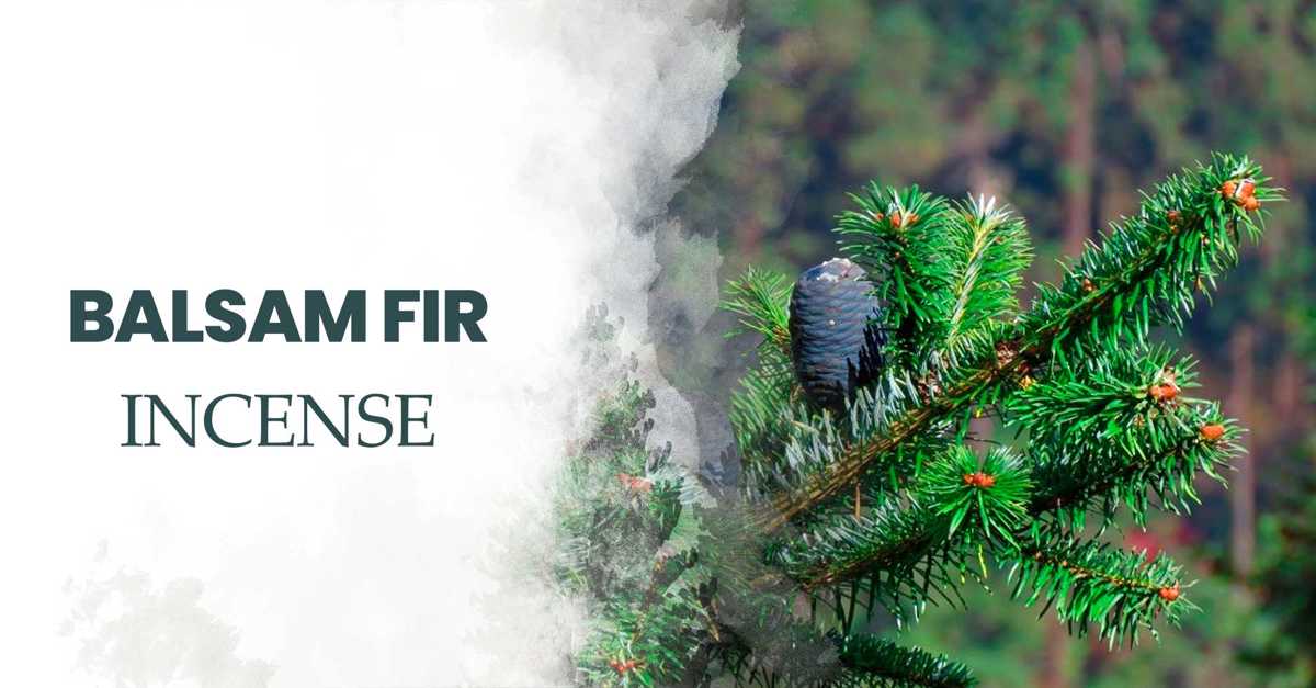 5 Benefits of Balsam Fir Incense