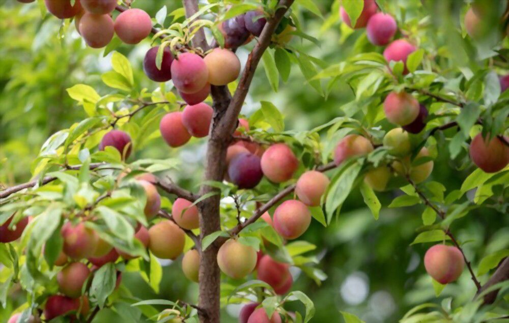 The Plum Spiritual Meaning A Deeper Look