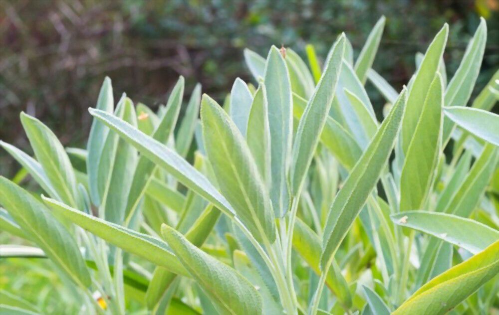 the calming scent of white sage Breathe in the calming scent of white sage and feel a sense of peace and tranquility.