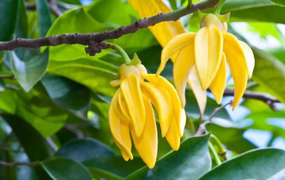 Soothe away stress and worries with the calming aroma of Ylang ylang incense.