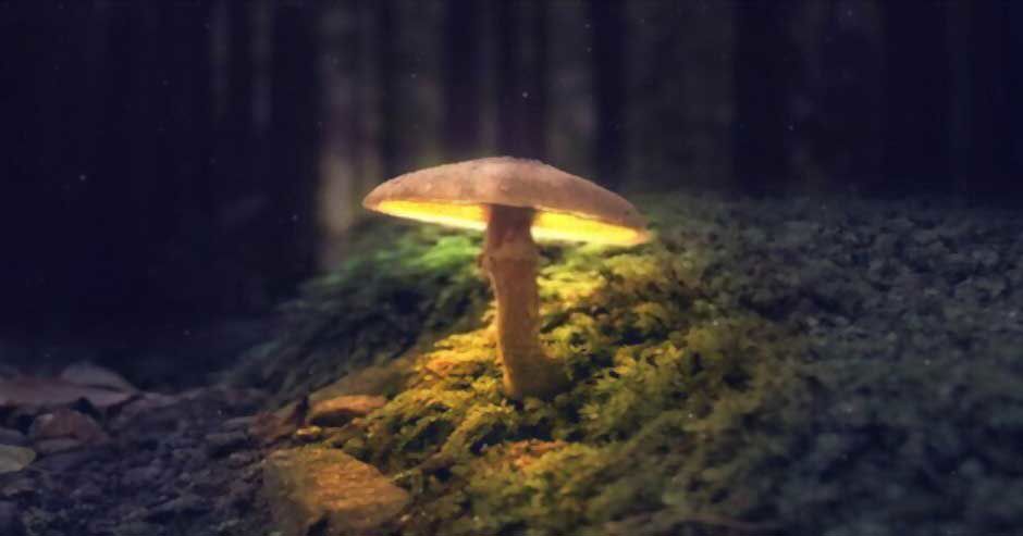 The spiritual significance of mushroom color.