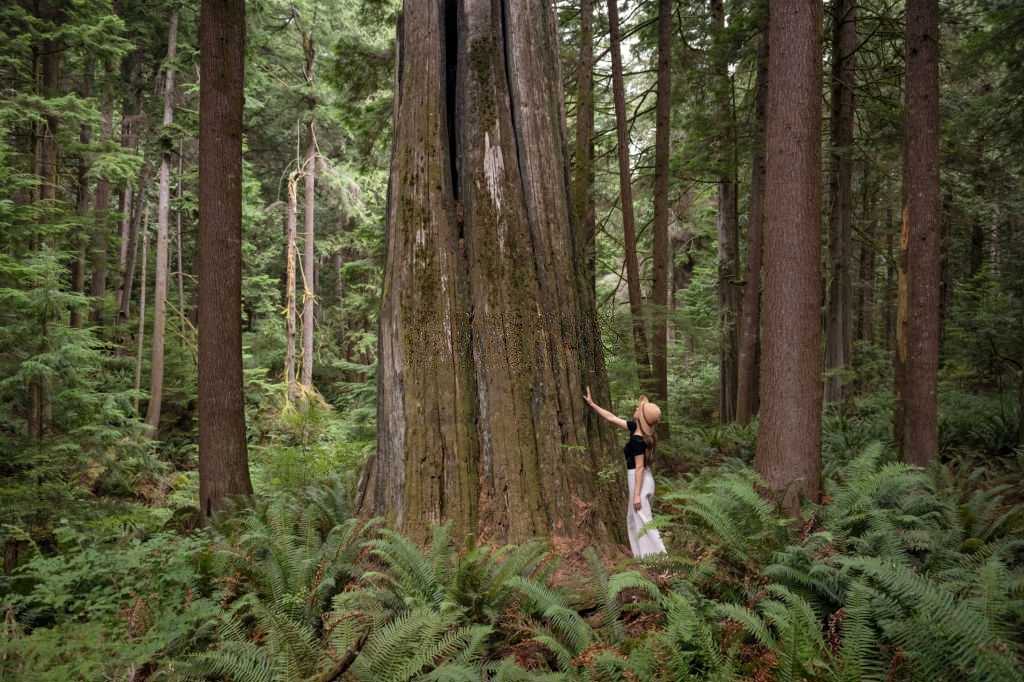 Should use pine incense in moderation to bring maximum benefits.