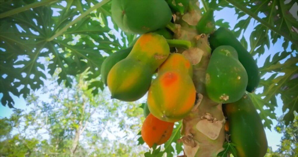 Papaya: Nature's way to help manage stress and promote peace.