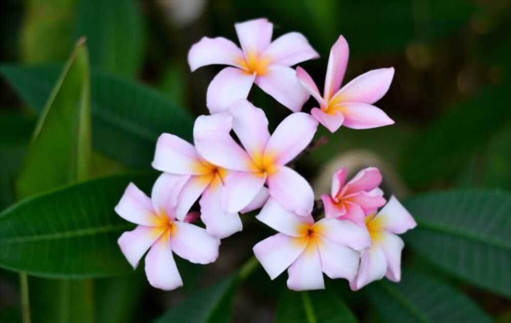 nag champa incense fragrance Nag champa incense has the same fragrance as nag champa flowers.