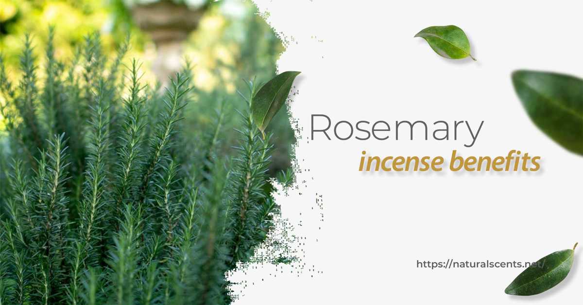 7 Benefits of Rosemary Incense