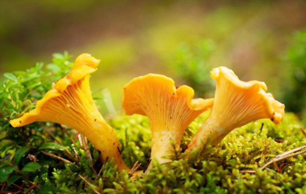 Discover your inner power: Look to the yellow mushroom for balance, strength, and a renewed sense of purpose in life.