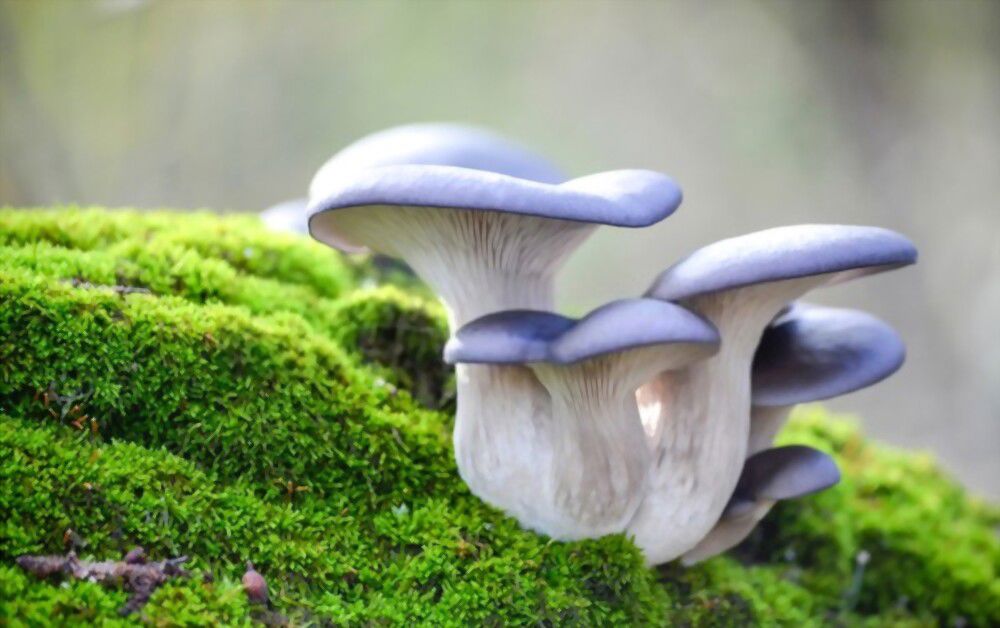 Go on a journey of self-discovery and tap into your inner power with the magical blue mushroom!