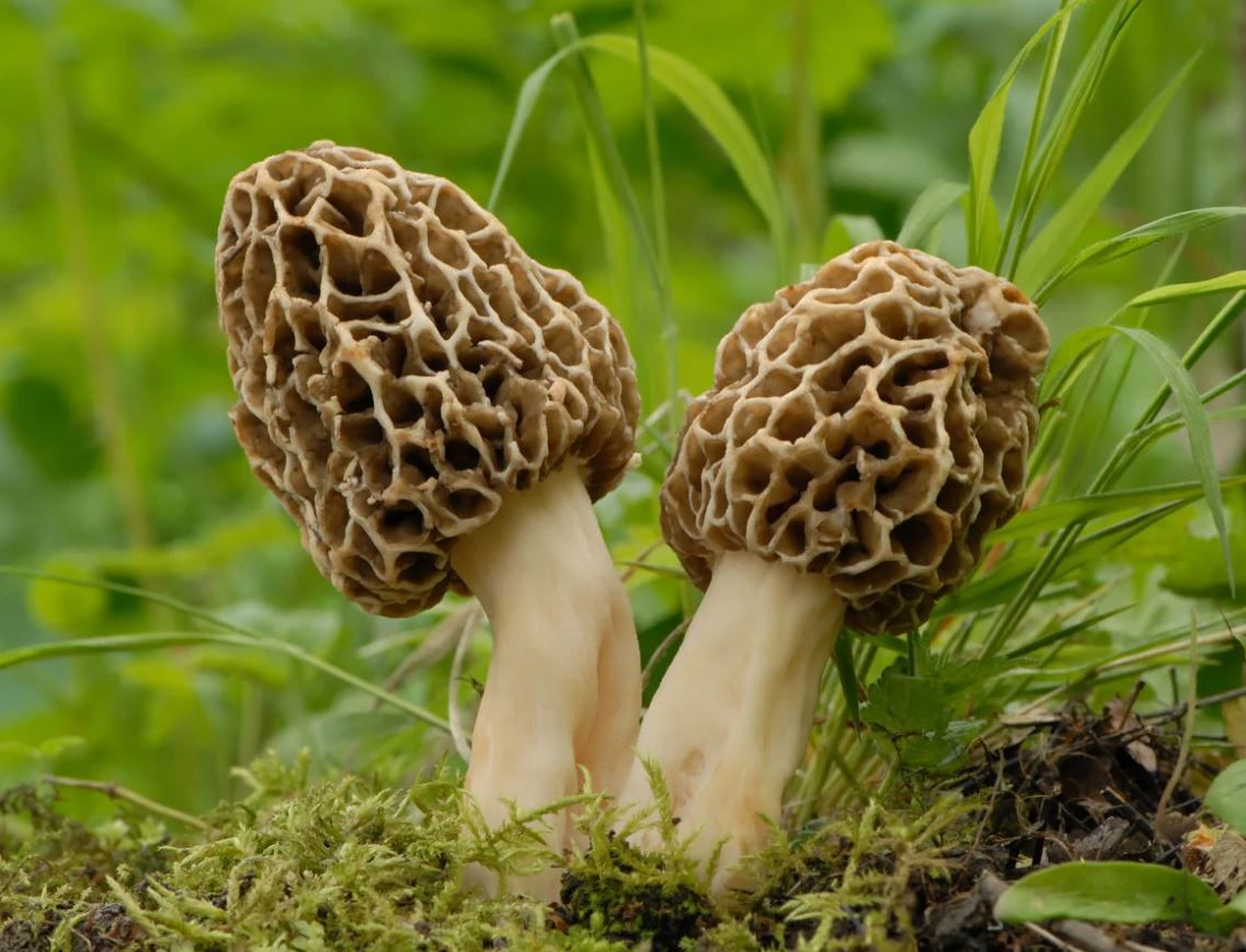 The morel mushroom is a symbol of spiritual enlightenment and growth.