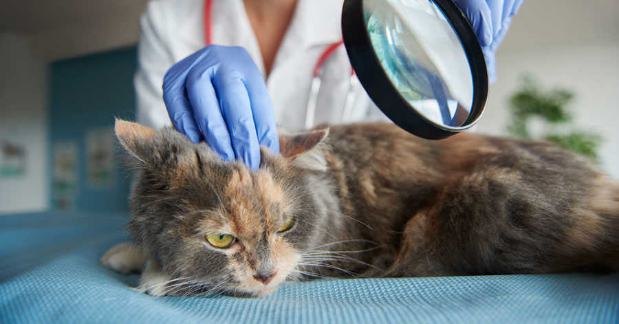 nag champa incense are quite safe for pets The ingredients of nag champa incense are quite safe for people and pets.