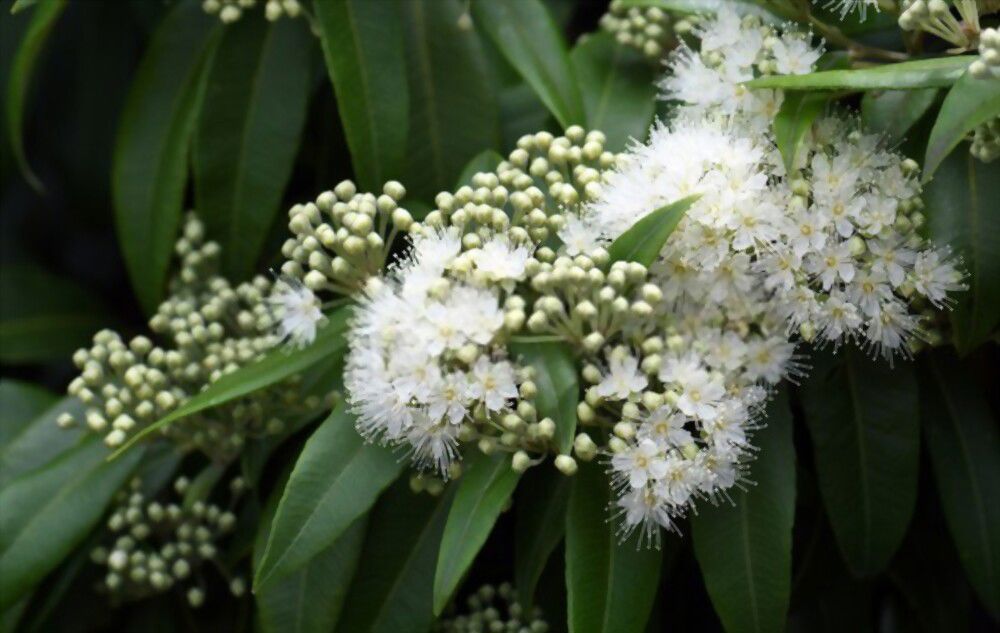 lemon myrtle Experience the taste and tradition of Australia's Aboriginal heritage with lemon myrtle!