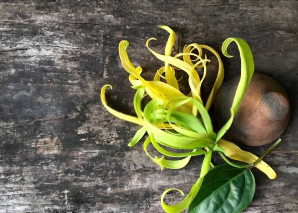 11 Incense for Love and Attraction Boost Your Romance with These