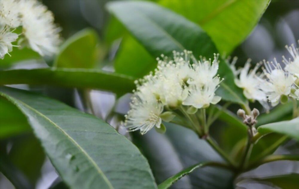 the power of lemon myrtle Invite positive vibes into your life with the power of lemon myrtle!