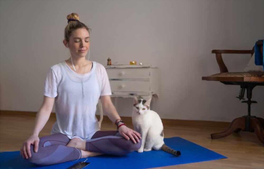 It is recommended to use incense in moderation and follow safety rules to avoid harming your pets.