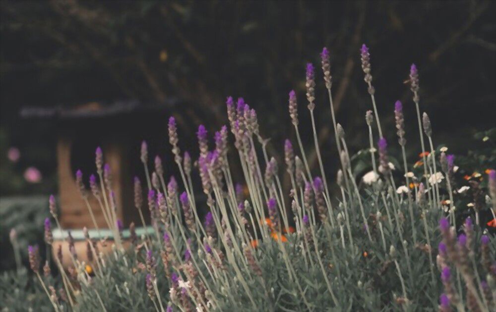 Lavender Nature Lavender: Nature's gift for peace and relaxation.