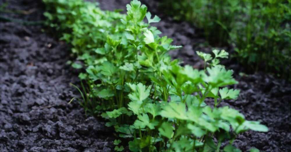 5 Spiritual Meaning of the Parsley
