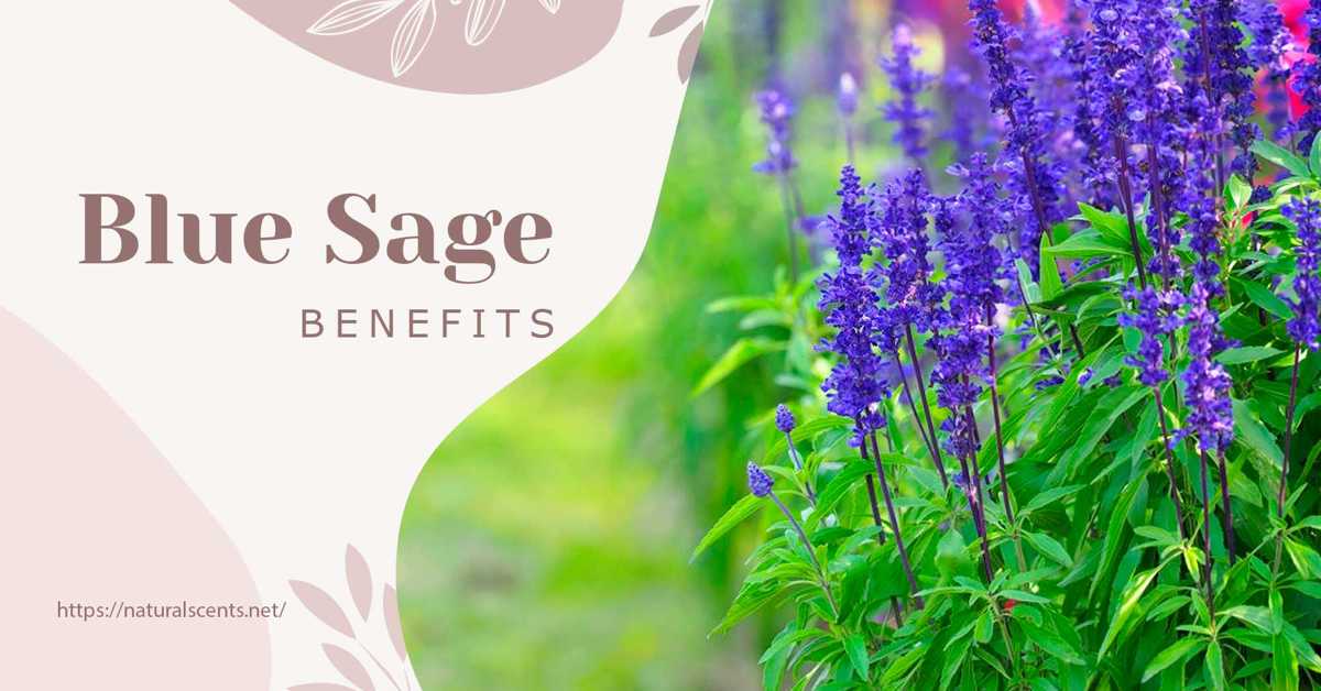 10 Benefits of Blue Sage Smudge Stick