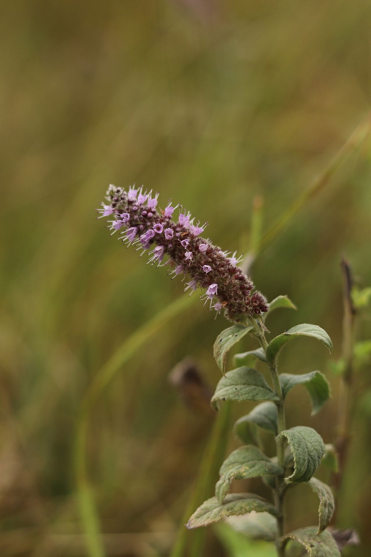Hyssop natural healing Find balance and harmony with Hyssop’s natural healing and soothing qualities.