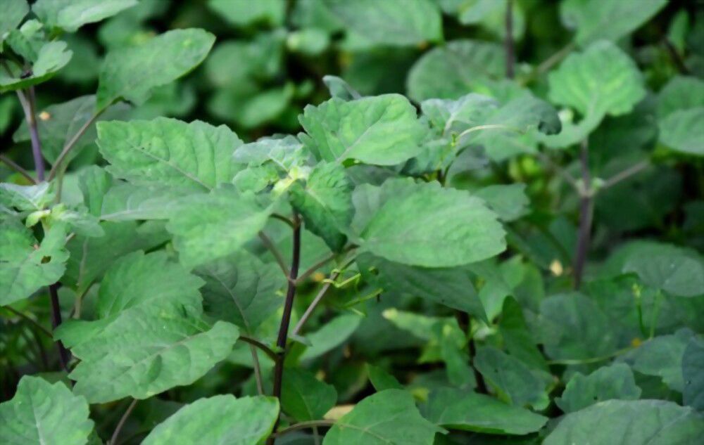 The rich, earthy aroma of patchouli has been used and enjoyed for centuries - explore its history and properties today!