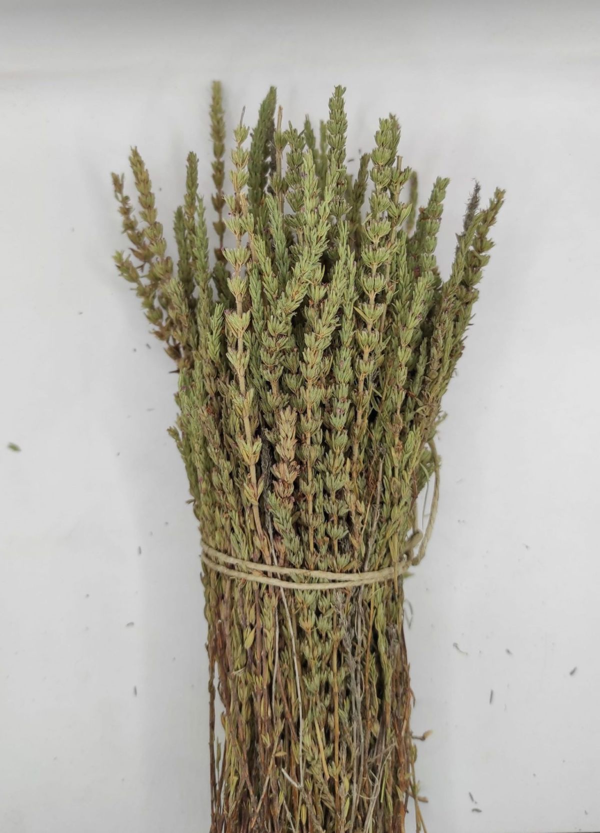 Hyssop wash away all your sins Let the cleansing power of Hyssop wash away all your sins!