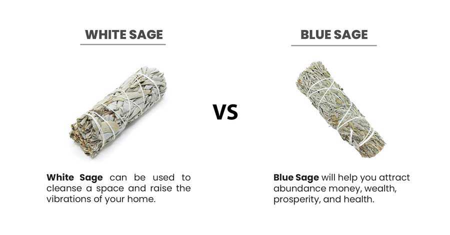 blue sage and white sage Comparison between blue sage and white sage.