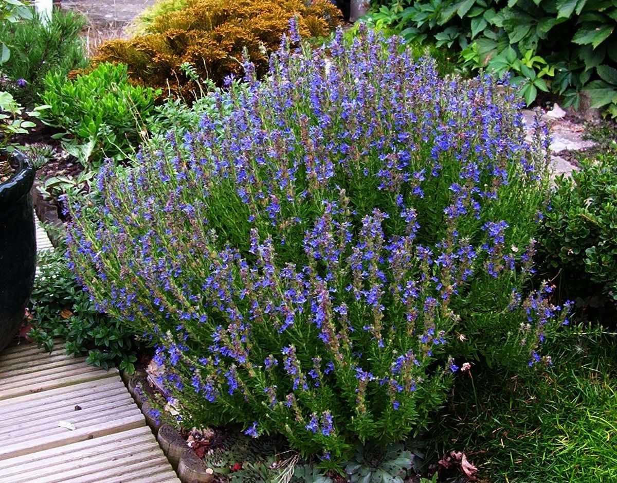 Plant Hyssop Bring balance and harmony into your home with Plant Hyssop, the perfect protective companion!