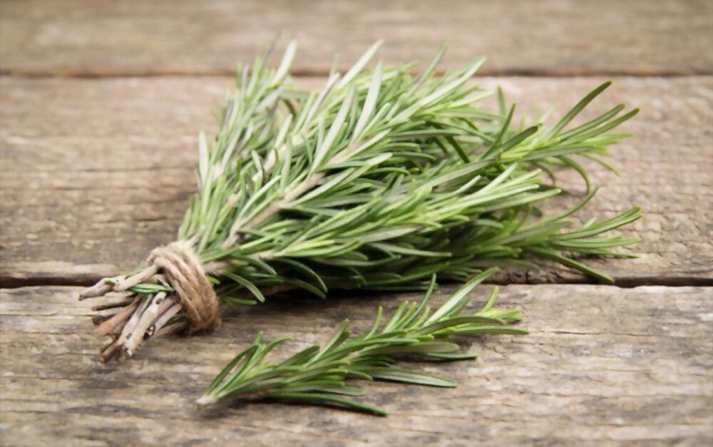 A symbol of rosemary A symbol of remembrance, rosemary has been used as an herb throughout history to honor the memory and presence of our loved ones.