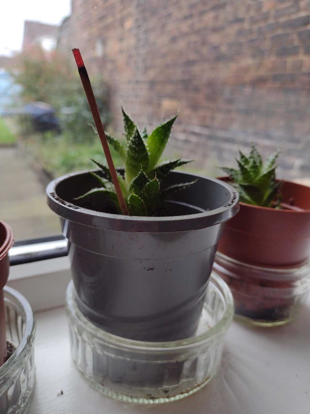 put incense in a small pot You can put incense in a small pot