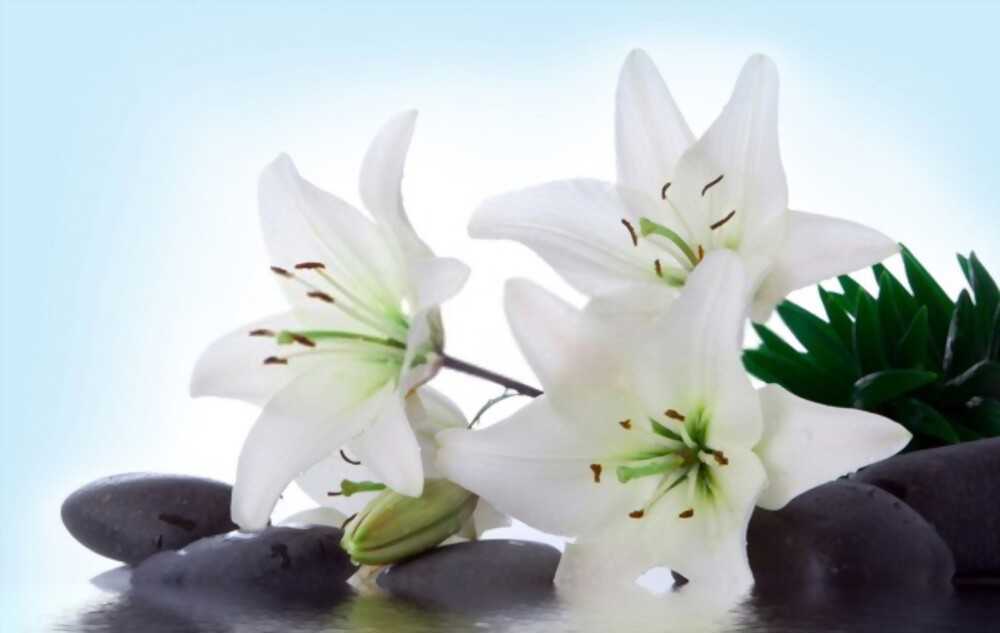 Lily Incense Let the sweet scent of lily incense fill every corner