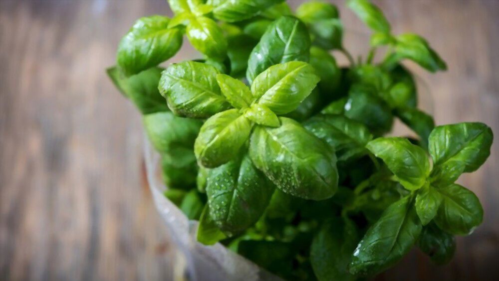 5 Basil Spiritual Meanings You Need to Know How to Use Basil for the