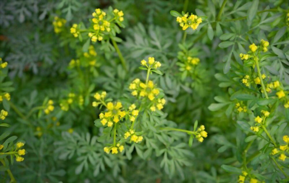 Rue Protection Shield your home and family against curses, jinxes, and malignant energies with Rue Protection.