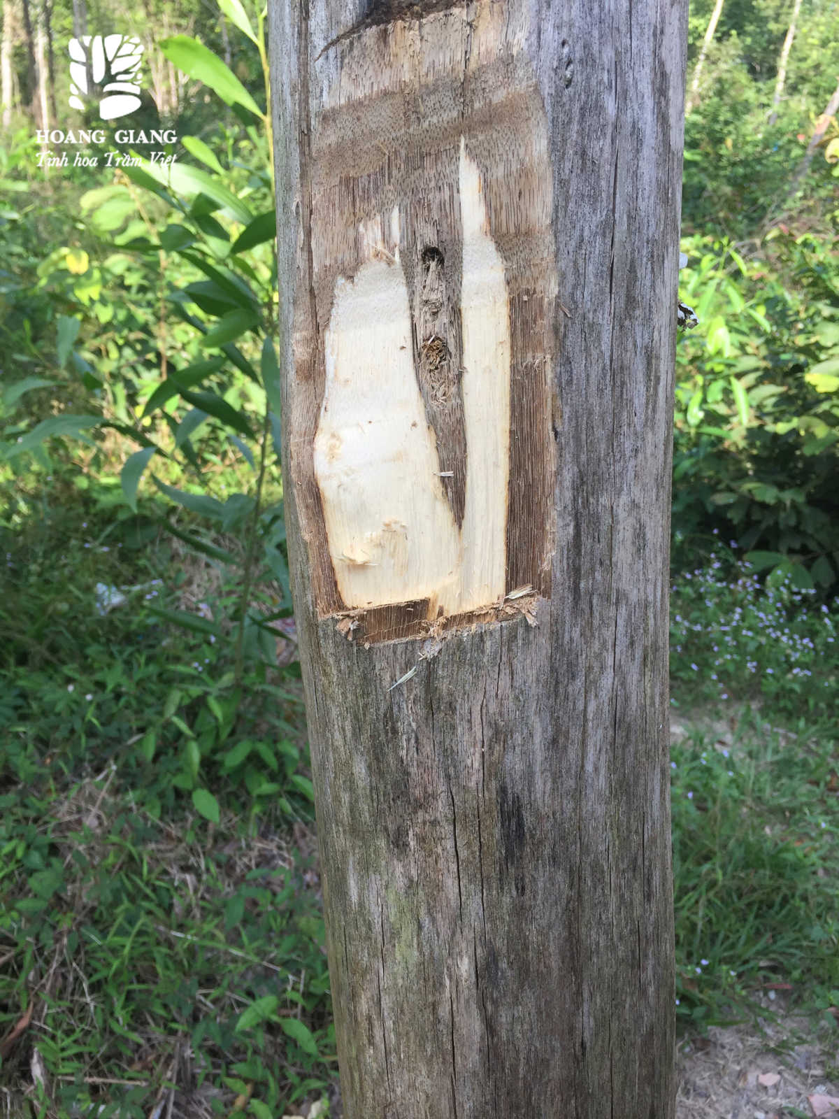 image of agarwood on a do gourd tree image of agarwood on a do gourd tree.