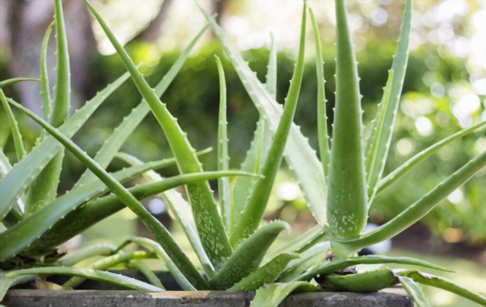 Reap the spiritual benefit of aloe vera by connecting with its healing energy and taking time for meditative reflection.