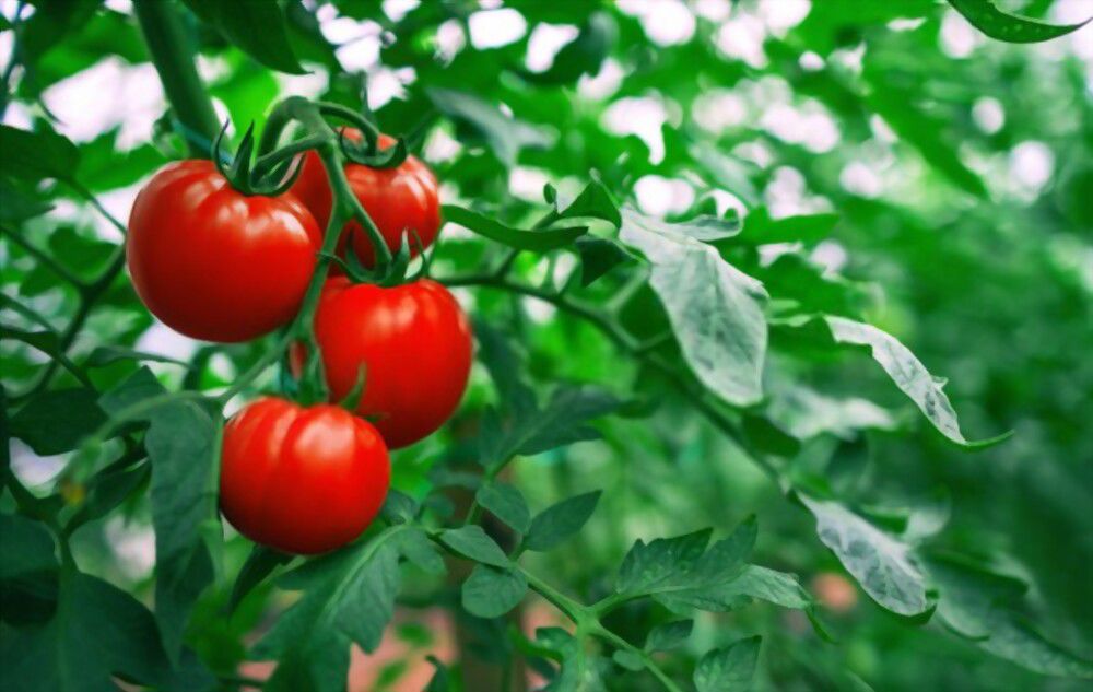the season with a tomato Celebrate the abundance of the season with a tomato – it’s thought to bring luck and prosperity!
