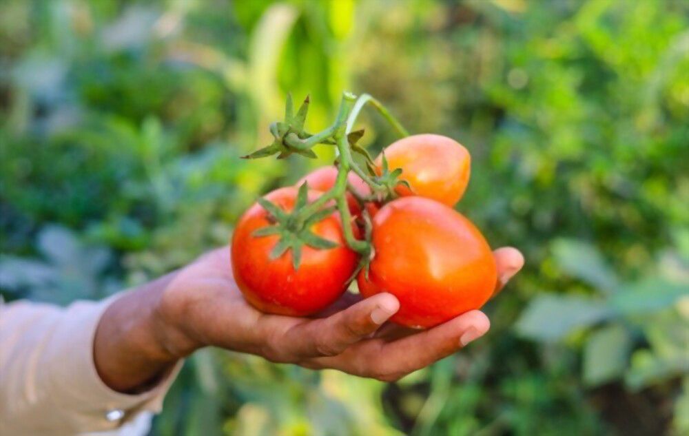 Tomatoes are powerful spiritual tools Tomatoes are powerful spiritual tools that can be used for protection, cleansing and healing!