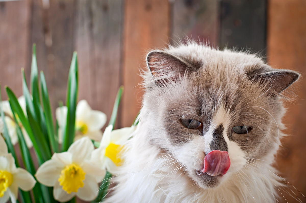 Cats odor-sensitive Cats have between 45 and 200 million odor-sensitive cells in their nose