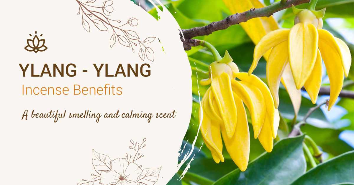 5 Benefits of Ylang-ylang Incense