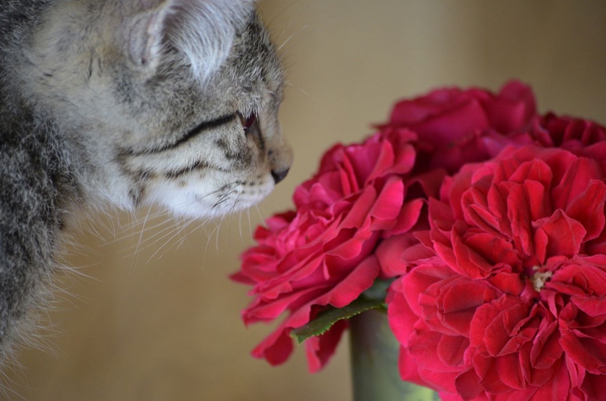 Roses and cats Roses give off a sweet aroma that cats enjoy investigating