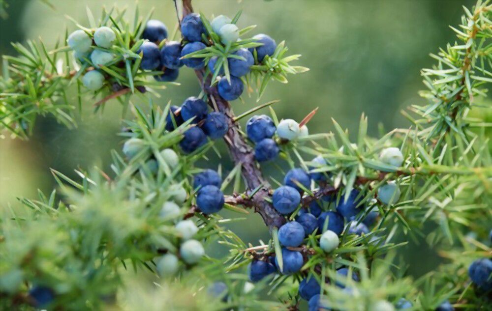 5-juniper-spiritual-meaning-what-this-ancient-tree-symbolizes